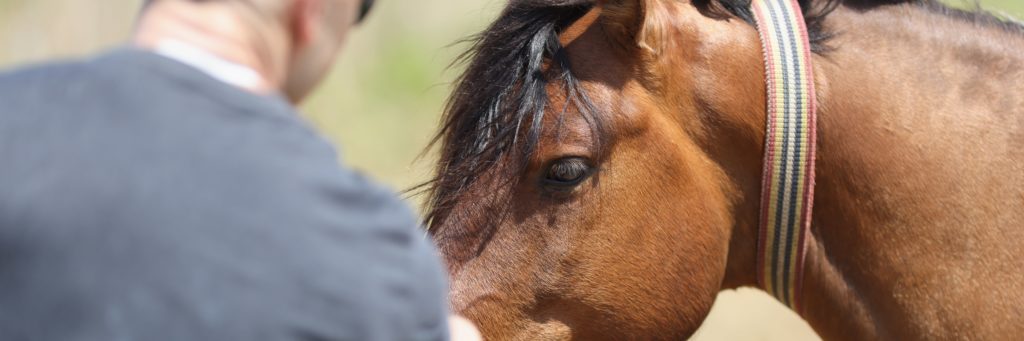 man develops trust while working with a horse