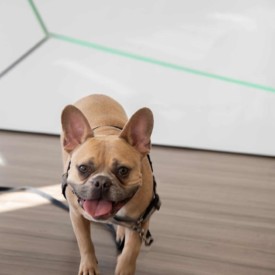 Come meet our most welcoming team member! Dog at Drug Rehab Tennesse. rehab in Knoxville, TN